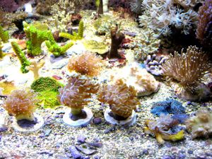 Korallenableger Bild 2