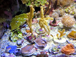 Korallenableger Bild 3