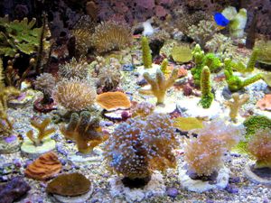 Korallenableger Bild 1