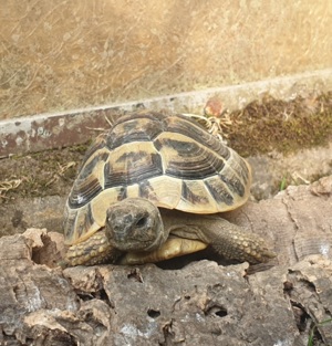 3,3 Griechische Landschildkröten THB von 2018 abzugeben 