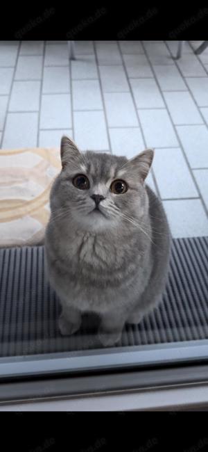 Britisch Kurzhaar Kitten zu verkaufen  Bild 5