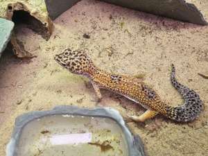 !!DRINGEND!! 2 seltene Leopardengeckos + Terrarium + Zubehör  Bild 2