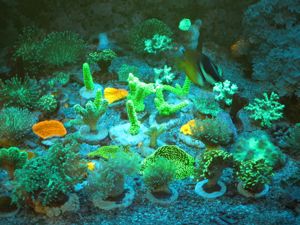 Korallenableger Bild 4