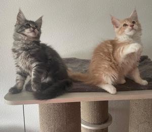 Maine Coon Jungs , Neu Babys , Neu Preis