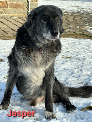 Hundeopa Jasper ist auf 3 Beinen unterwegs und sucht mit seinen 13 Jahren ein tolles Seniorenheim