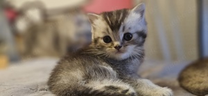 Britisch Kurzhaar Kitten BKH  Bild 2