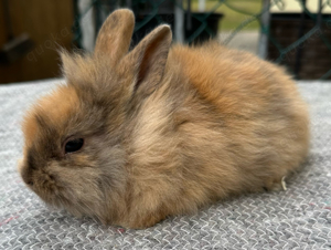 kleine Zwergkaninchen