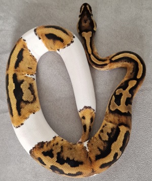 1,0 Piebald het.Desert Ghost von 2023