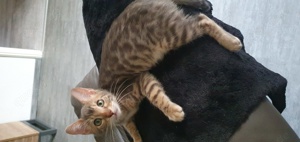 Reinrassige Bengal Kitten mit Stammbaum  Bild 1