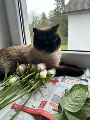 BKH Deckkater  Bild 4