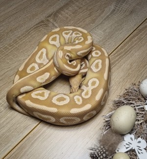 0.1 Mojave Ultramel Königspython