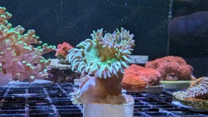 Korallen Ableger LPS SPS Euphyllia Hydnopora Chalice Favia Montipora Duncanopsammia  Bild 7
