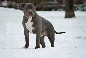 American bully Xl 