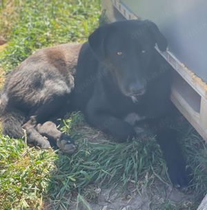 Donald, geb. ca. 09 2022, lebt in GRIECHENLAND, auf einem Gelände, auf dem die Hunde notdürftig vers Bild 7