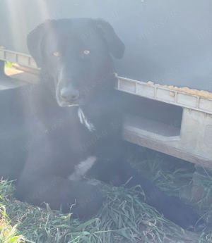 Donald, geb. ca. 09 2022, lebt in GRIECHENLAND, auf einem Gelände, auf dem die Hunde notdürftig vers Bild 8