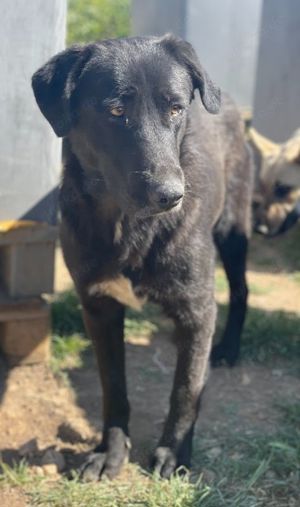 Donald, geb. ca. 09 2022, lebt in GRIECHENLAND, auf einem Gelände, auf dem die Hunde notdürftig vers Bild 4