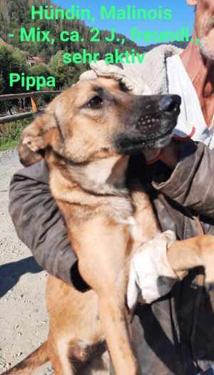 Pippa - das quirlige Hundemädchen sucht aktive Menschen