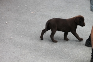 Labradorwelpen zuverkaufen