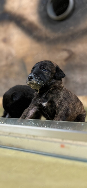 Malinois Welpen