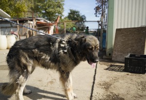 NOTFALL Liza, zZ in Ungarn, Hündin, kaukasischer Schäferhund (Owtscharka) verm reinrassig, groß Bild 4