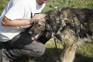 NOTFALL Liza, zZ in Ungarn, Hündin, kaukasischer Schäferhund (Owtscharka) verm reinrassig, groß Bild 2