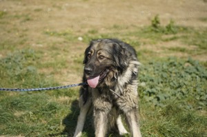 NOTFALL Liza, zZ in Ungarn, Hündin, kaukasischer Schäferhund (Owtscharka) verm reinrassig, groß Bild 5