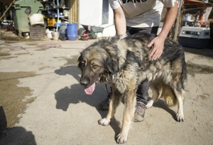 NOTFALL Liza, zZ in Ungarn, Hündin, kaukasischer Schäferhund (Owtscharka) verm reinrassig, groß Bild 3