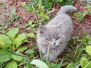 Zwei Babys BKH lilac und BLH blue in liebesvolle Haende abgegeben.