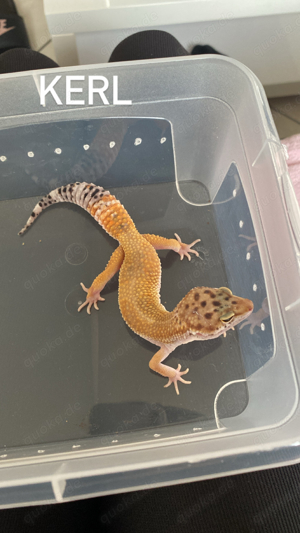 Leopardgeckos 2.0