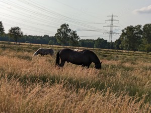 Offenstall.-Offenstallplätze in 22851 Norderstedt Frei!