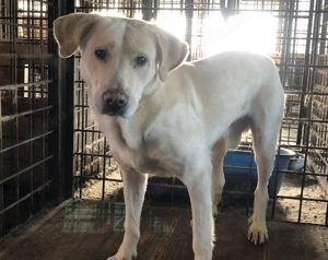 Aico, Labrador sucht Halter: Adopt, don t shop!