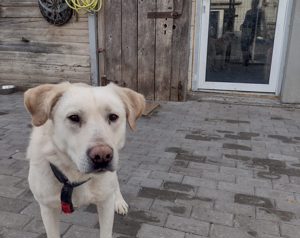 AICO, typisch Labrador! adopt doni t shop Bild 5