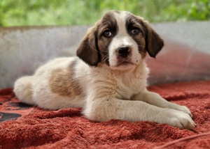 Willa, geb. ca. 01 2024, lebt in GRIECHENLAND, im städt. Tierheim Serres Bild 8