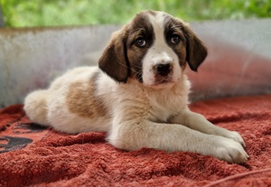 Willa, geb. ca. 01 2024, lebt in GRIECHENLAND, im städt. Tierheim Serres Bild 9