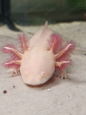Axolotl weiblich, ca. 19 cm, Goldling aus MV Bild 2