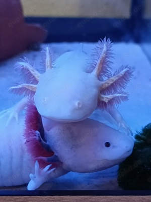 Axolotl weiblich, ca. 19 cm, Goldling aus MV Bild 4