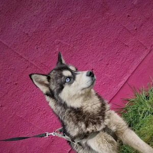 Siberian Husky