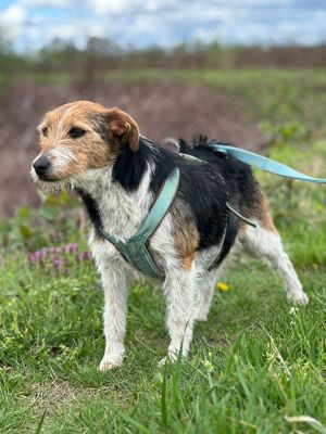 Parson Russel Terrier Mix Welpen