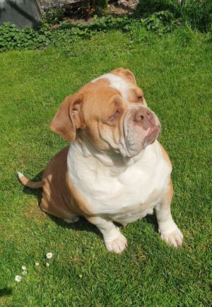 Old English Bulldog 