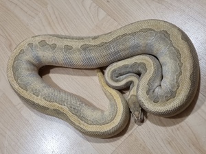 Königspython 0.1 Pastel Enchi Mojave Ghost