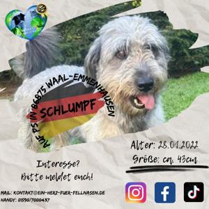 Hund Schlumpf in 86875 Waal-Emmenhausen
