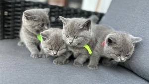 BKH Kitten in Blue (Grau) & Schwarz getigert, ab 20.06.24 Bild 2