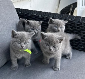 BKH Kitten in Blue (Grau) & Schwarz getigert, ab 20.06.24 Bild 4