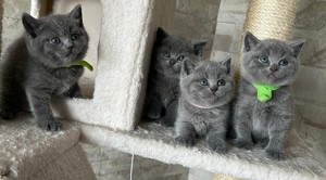 BKH Kitten in Blue (Grau) & Schwarz getigert, ab 20.06.24 Bild 5