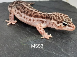 Leopardgecko Mack Super Snow*MSS Bell *Weibchen* Bild 1