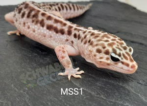 Leopardgecko Mack Super Snow*MSS Bell *Weibchen* Bild 2