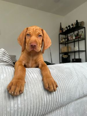 Magyar Vizsla Welpen 