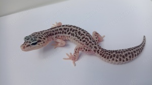 Leopardgecko 0.1 eigene NZ aus 2023 ( Rainwatercombos) Bild 2