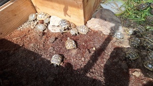 Maurische landschildkröten (Testudo gracea) Bild 1