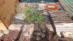 Maurische landschildkröten (Testudo gracea) Bild 6